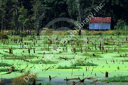 Algae covers a cypress swamp in Georgia.