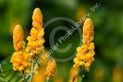 Tropical candlestick senna flowers on the island of Maui, Hawaii.