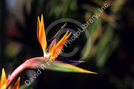 A Bird of Paradise flower.