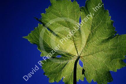 The veins of a grape leaf backlit by the sun.