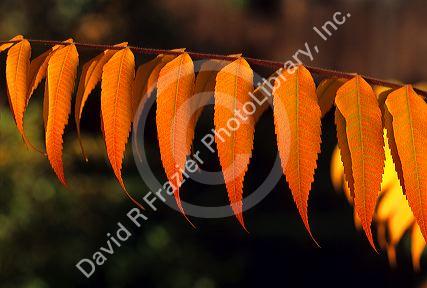 Sumac leaves with fall color.