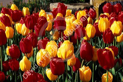 Red and yellow tulips.