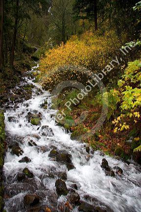 Wahkeena Falls and mountain stream with scenic fall colors in the Columbia Gorge, Oregon.