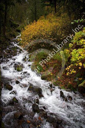 Wahkeena Falls and mountain stream with scenic fall colors in the Columbia Gorge, Oregon.