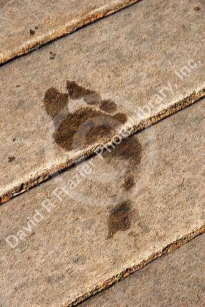 A wet footprint on a wood dock on the island of Maui, Hawaii.