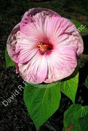 A Hibiscus bloom.