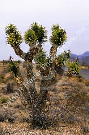 Joshua tree in the Mojave Desert.
