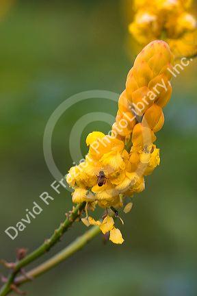 A honey bee pollinates tropical candlestick senna flowers on the island of Maui, Hawaii.