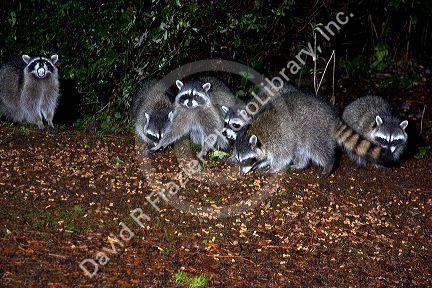 A group of raccoons in Washington state.