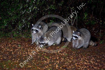 A group of raccoons in Washington state.