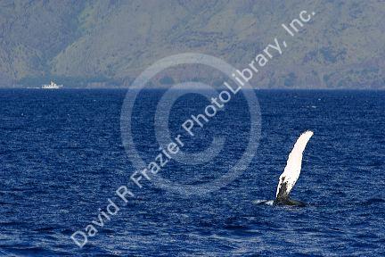The pectoral flipper of a Humpback whale in the pacific ocean near Maui, Hawaii.