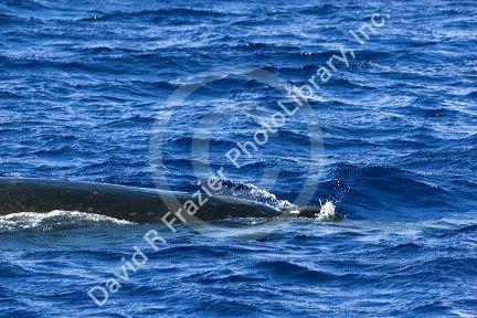 A Humpback whale in the pacific ocean near Maui, Hawaii.