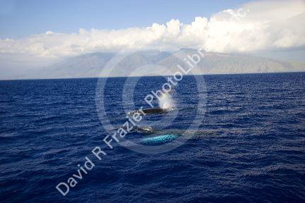 Humpback whales in the pacific ocean near Maui, Hawaii.