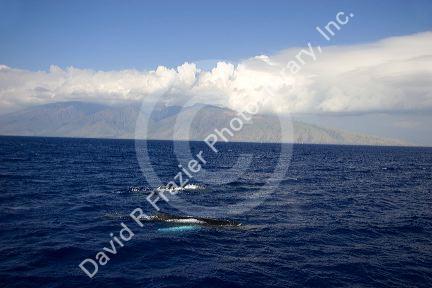 Humpback whales in the pacific ocean near Maui, Hawaii.
