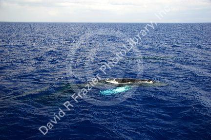 A Humpback whale in the pacific ocean near Maui, Hawaii.