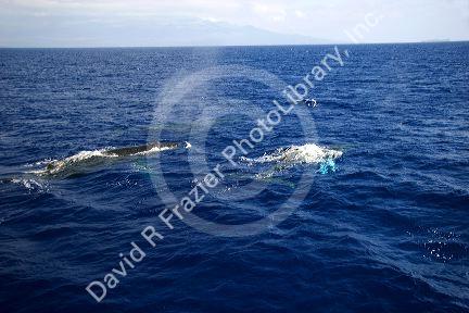 Humpback whales in the pacific ocean near Maui, Hawaii.