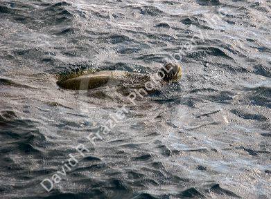 A green sea turtle in the pacific ocean near Maui, Hawaii.