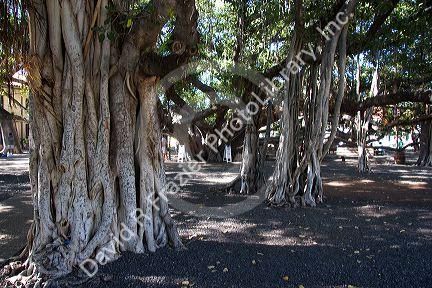 Banyan tree with auxiliary trunks in the town Lahaina on the island of Maui, Hawaii.