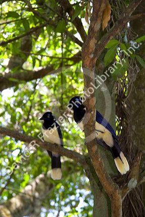 Plush crested jays in the jungle near Iguazu, Argentina. 