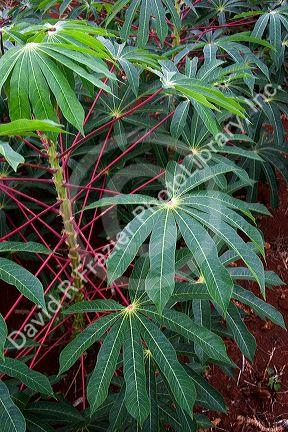 A crop of Cassava also called Manioc eaten like a potato and used for tapioca, grown here in Argentina.