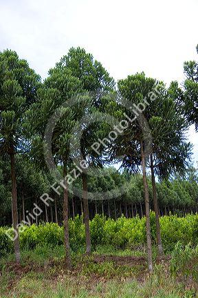 Yerba Mate and tree farm in Argentina.