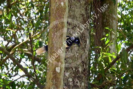 Plush crested jays in the jungle near Iguazu, Argentina. 