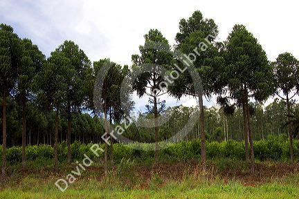 Yerba Mate and tree farm in Argentina.