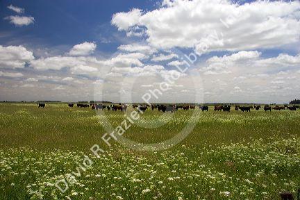 Cattle graze on the pompas of Argentina.