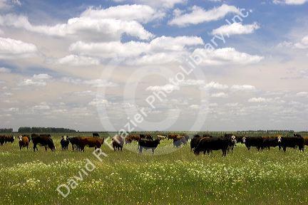 Cattle graze on the pompas of Argentina.