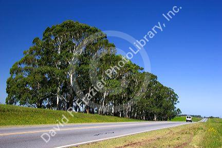 Highway and eucalyptus trees near Tamil, Argentina.
