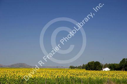 Sunflower fields near Tamil, Argentina.