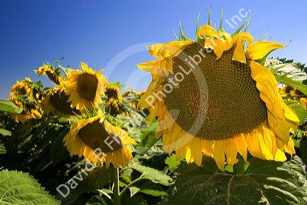 Sunflower fields near Tamil, Argentina.
