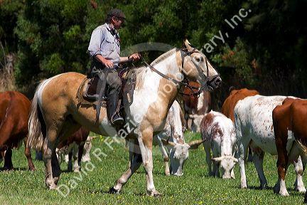 Gaucho cowboys on horseback near Neccochea, Argentina.