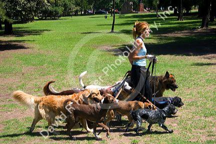 Dog walker at the park in the Palermo area of Buenos Aires, Argentina.