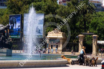 Dog walker near the fountain on Libertad at Palermo Park in Buenos Aires, Argentina.