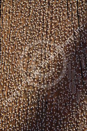 Early morning frost on wood.