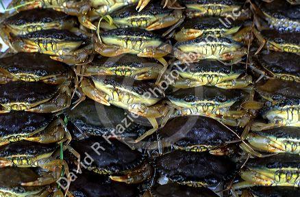 Crabs being sold in a Saigon market, Vietnam.