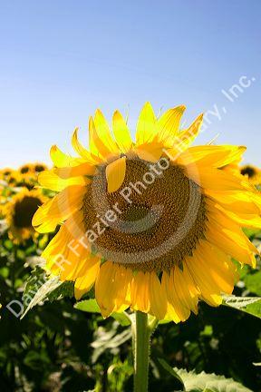 Sunflower fields near Tamil, Argentina.