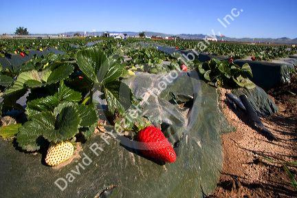 Rows of strawberries growing on plastic mulch in Santa Maria, California.