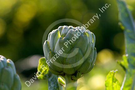 A crop of artichokes growing in California.