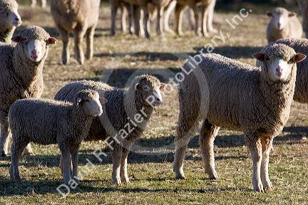 Sheep and lambs near Emmett, Idaho.