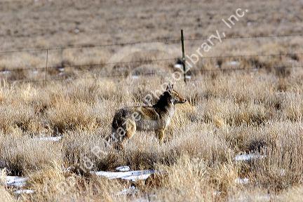 Coyote in the Nevada desert.