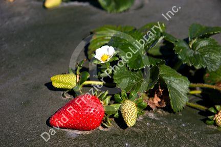 Strawberries growing on plastic mulch in Santa Maria, California.  Plant has blossom, unripe, and ripe berries.