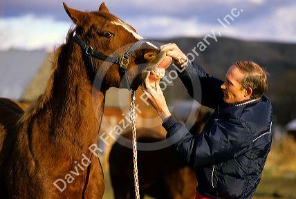 Veterinarian checks the health of horse's teeth.