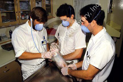 Veterinarians researching human disease on a crab eating macaque.
