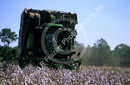 Cotton harvest near Tifton, Georgia.