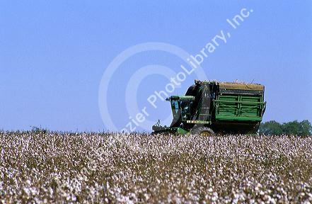 Cotton harvest near Tifton, Georgia.