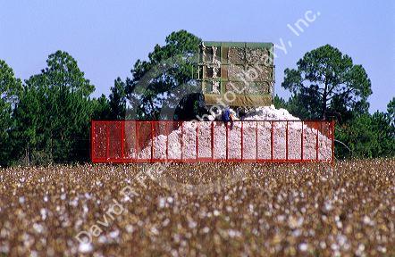 Cotton harvest near Tifton, Georgia.