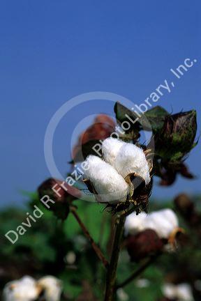 Cotton harvest near Tifton, Georgia.