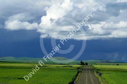 Northern Idaho farmland with clouds and dark sky. Green fields of wheat along a country road.